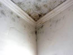 Best Commercial Mold Inspection  in Karnes City, TX